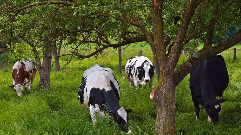  89 % des éleveurs ont déjà mis en place au moins une action pour réduire l'impact de leur activité sur le climat. (©Pixabay)