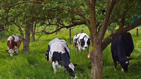 89 % des éleveurs ont déjà mis en place au moins une action pour réduire l'impact de leur activité sur le climat. (©Pixabay) 89 % des éleveurs ont déjà mis en place au moins une action pour réduire l'impact de leur activité sur le climat. (©Pixabay)