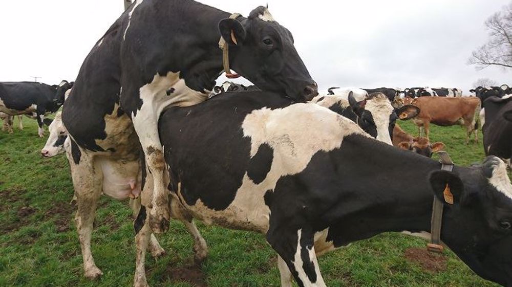 Avec les fortes températures, l'expression des chaleurs est moindre. (©FarmerSeb)