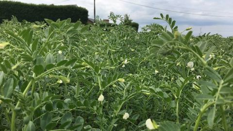 Le négoce Ternoveo lance une filière pois chiche labellisée Hauts-de-France. (©Ternoveo) Le négoce Ternoveo lance une filière pois chiche labellisée Hauts-de-France. (©Ternoveo)