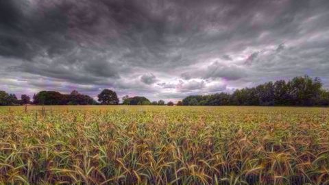 Les violents orages ont également touché les fermes céréalières et fourragères d'Auvergne-Rhône-Alpes. (©Maldesowhat, Fotolia) Les violents orages ont également touché les fermes céréalières et fourragères d'Auvergne-Rhône-Alpes. (©Maldesowhat, Fotolia)