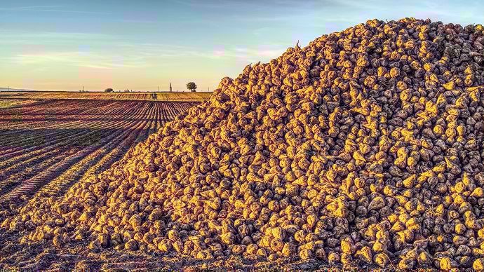 Tas de betteraves à sucre