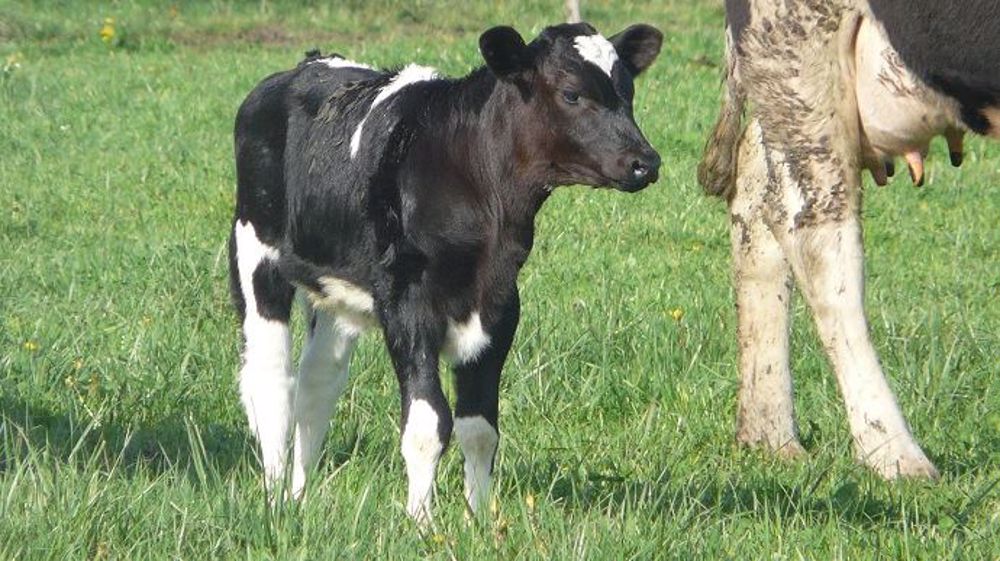 L'un des inconvénients de faire vêler dehors est de ramener le veau. (©Terre-net Média)