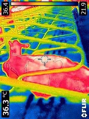 À l'aide d'une caméra thermique, on aperçoit la fraicheur des matelas à eau versus la chaleur de l'animal et de son environnement (36,4°C pour la zone la plus chaude contre 21,9°C au niveau des canules dans le matelas).