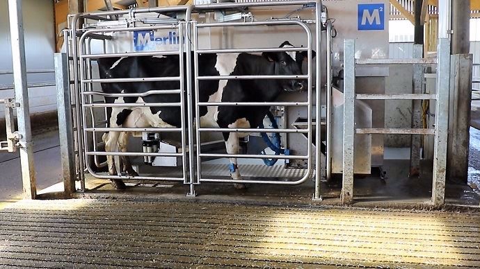Le béton devant les robots a été coulé avec une pente pour faciliter l'écoulement des jus. Il a été recouvert d'un caoutchouc rainuré Magellan de chez Bioret agri pour plus de confort.