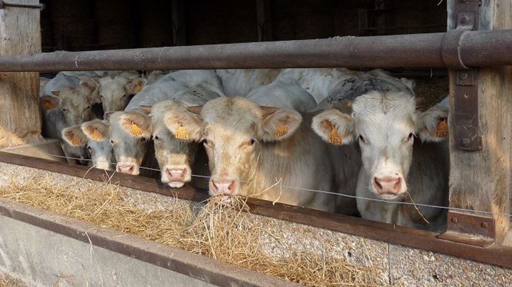 Le cours du jeune bovin se maintient à un niveau supérieur à la moyenne quinquennale depuis le début de l'année 2019. (©Terre-net Média)