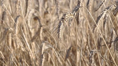 Interdiction de broyer les pailles dans le département de la Creuse pour la récolte 2019. (©Terre-net Média) Interdiction de broyer les pailles dans le département de la Creuse pour la récolte 2019. (©Terre-net Média)