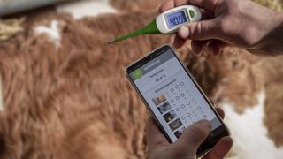 Le thermomètre connecté Smart thermometer facilite le travail de l'éleveur en enregistrant automatiquement les mesures de température. (©Förster technik) Le thermomètre connecté Smart thermometer facilite le travail de l'éleveur en enregistrant automatiquement les mesures de température. (©Förster technik)