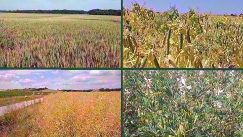 Cet épisode de chaleur est de quelques degrés plus chaud que celui que la France avait connu fin juin 2017. (©Terre-net Média) Cet épisode de chaleur est de quelques degrés plus chaud que celui que la France avait connu fin juin 2017. (©Terre-net Média)