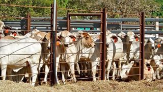 L'accord permettra au Mercosur d'exporter 99 000 tonnes de viande bovine en Europe au taux préférentiel de 7,5 % chaque année. (©Pixabay) L'accord permettra au Mercosur d'exporter 99 000 tonnes de viande bovine en Europe au taux préférentiel de 7,5 % chaque année. (©Pixabay)
