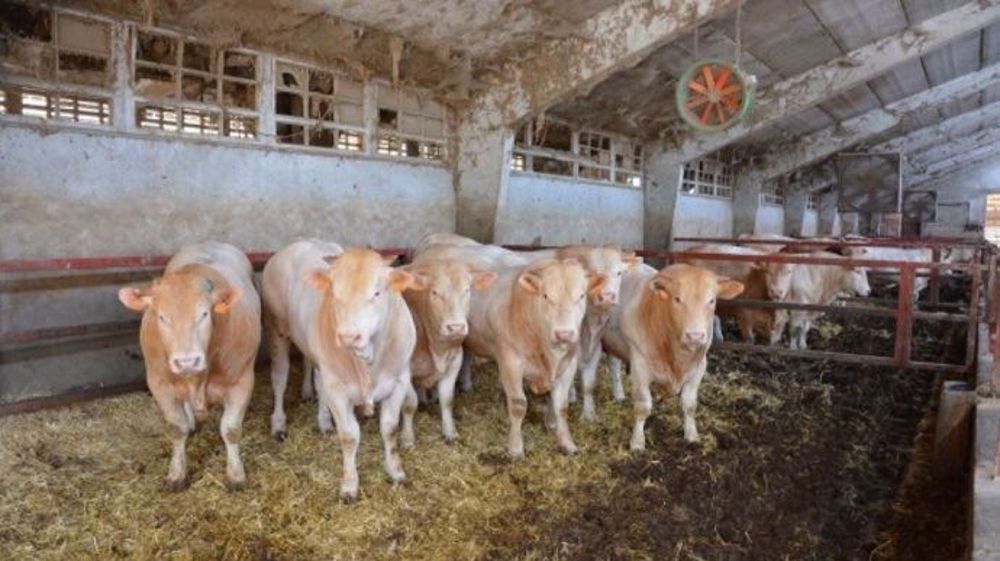 99 000 tonnes de viande bovine pourront être exporter par les quatre pays latino-américains vers l'UE, imposées au taux préférentiel de 7,5 %. (©Terre-net Média) 99 000 tonnes de viande bovine pourront être exporter par les quatre pays latino-américains vers l'UE, imposées au taux préférentiel de 7,5 %. (©Terre-net Média)