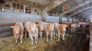 99 000 tonnes de viande bovine pourront être exporter par les quatre pays latino-américains vers l'UE, imposées au taux préférentiel de 7,5 %. (©Terre-net Média) 99 000 tonnes de viande bovine pourront être exporter par les quatre pays latino-américains vers l'UE, imposées au taux préférentiel de 7,5 %. (©Terre-net Média)