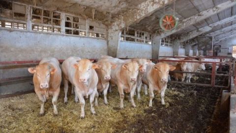 99 000 tonnes de viande bovine pourront être exporter par les quatre pays latino-américains vers l'UE, imposées au taux préférentiel de 7,5 %. (©Terre-net Média)