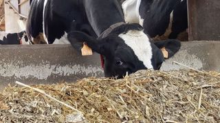 Distribué pour deux jours, l'ensilage va perdre en UF mais aussi en appétence. Mieux vaut y ajouter un peu d'acide propionique. (©Terre-net Média) Distribué pour deux jours, l'ensilage va perdre en UF mais aussi en appétence. Mieux vaut y ajouter un peu d'acide propionique. (©Terre-net Média)