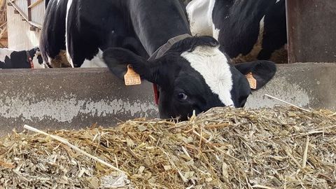 Distribué pour deux jours, l'ensilage va perdre en UF mais aussi en appétence. Mieux vaut y ajouter un peu d'acide propionique. (©Terre-net Média) Distribué pour deux jours, l'ensilage va perdre en UF mais aussi en appétence. Mieux vaut y ajouter un peu d'acide propionique. (©Terre-net Média)