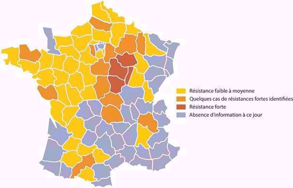 Niveau de résistance des populations de grosses altises en 2019