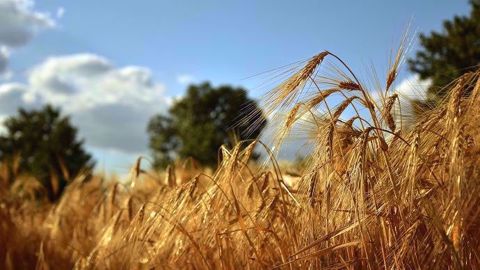 Un mois de juin 2019 estival, très chaud malgré une première quinzaine fraîche, se terminant par un record de chaleur national absolu. (©Pixabay)