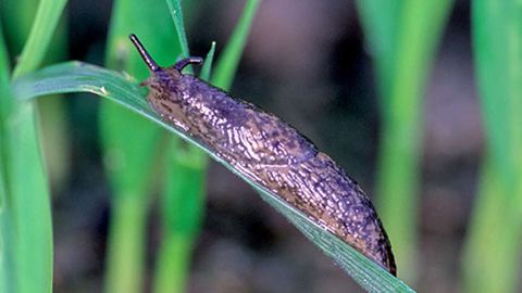 phosphate ferrique (©De Sangosse)