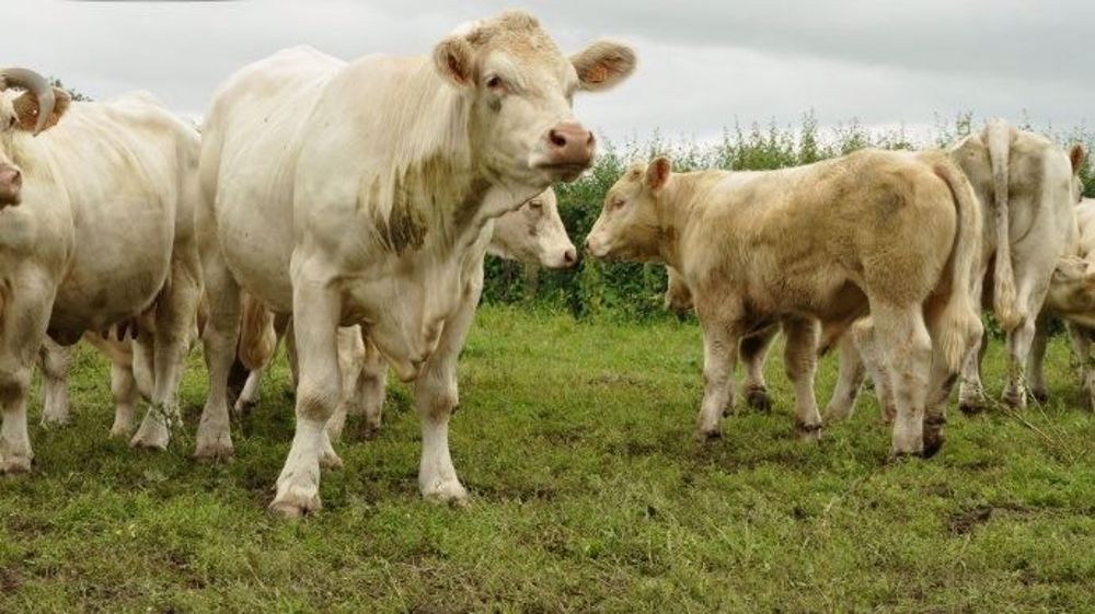 Le Ceta, « l'accord de trop pour la filière bovine », comme le souligne Libertés et Territoires ? (©Terre-net Média)