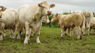 Le Ceta, « l'accord de trop pour la filière bovine », comme le souligne Libertés et Territoires ? (©Terre-net Média) Le Ceta, « l'accord de trop pour la filière bovine », comme le souligne Libertés et Territoires ? (©Terre-net Média)