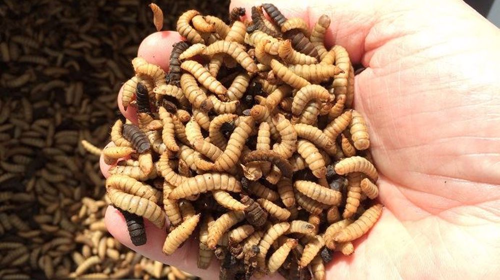 Cet élevage pourrait permettre de produire en 10 000 et 15 000 tonnes de larves d'insectes/an. (©NextAlim)