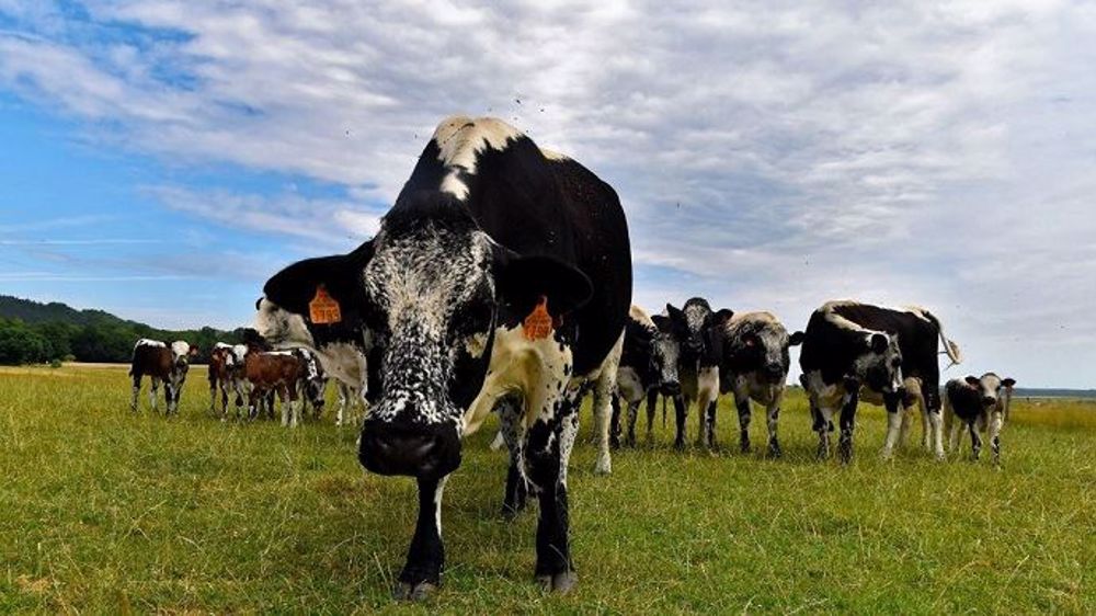 La Vosgienne est réputée parfaitement adaptée à l'environnement rude et accidenté, aux sols acides, des hautes chaumes, qui lui fournissent un fourrage grossier. (©Bruno Scarabello)