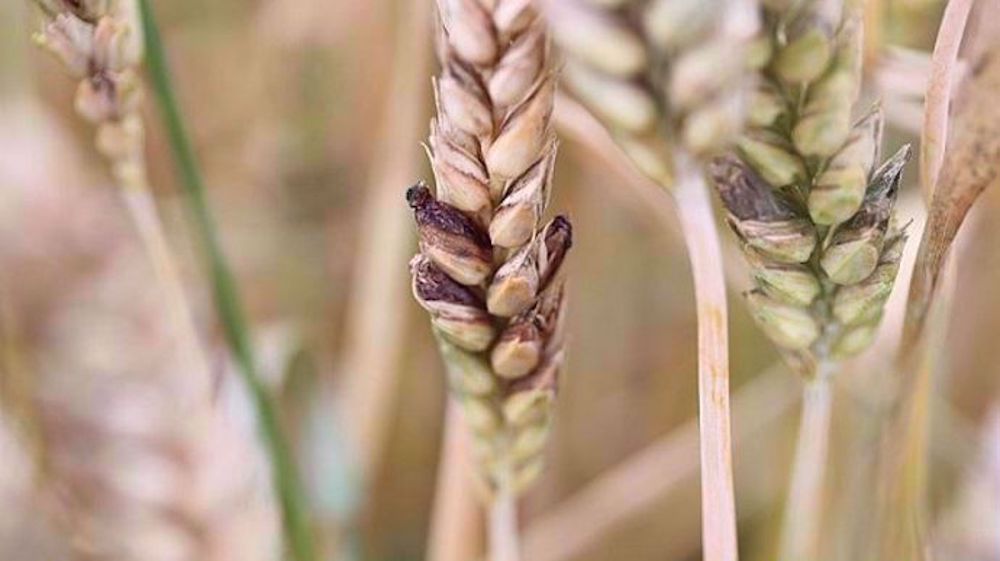 La nuisibilité de l’ergot ne s’exprime pas sur le rendement, mais par la production d’alcaloïdes toxiques pour l’homme et les animaux. (©Arvalis-Institut du végétal)