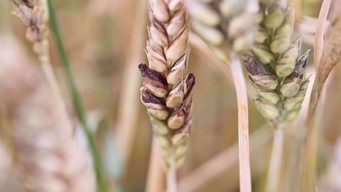 La nuisibilité de l’ergot ne s’exprime pas sur le rendement, mais par la production d’alcaloïdes toxiques pour l’homme et les animaux. (©Arvalis-Institut du végétal)