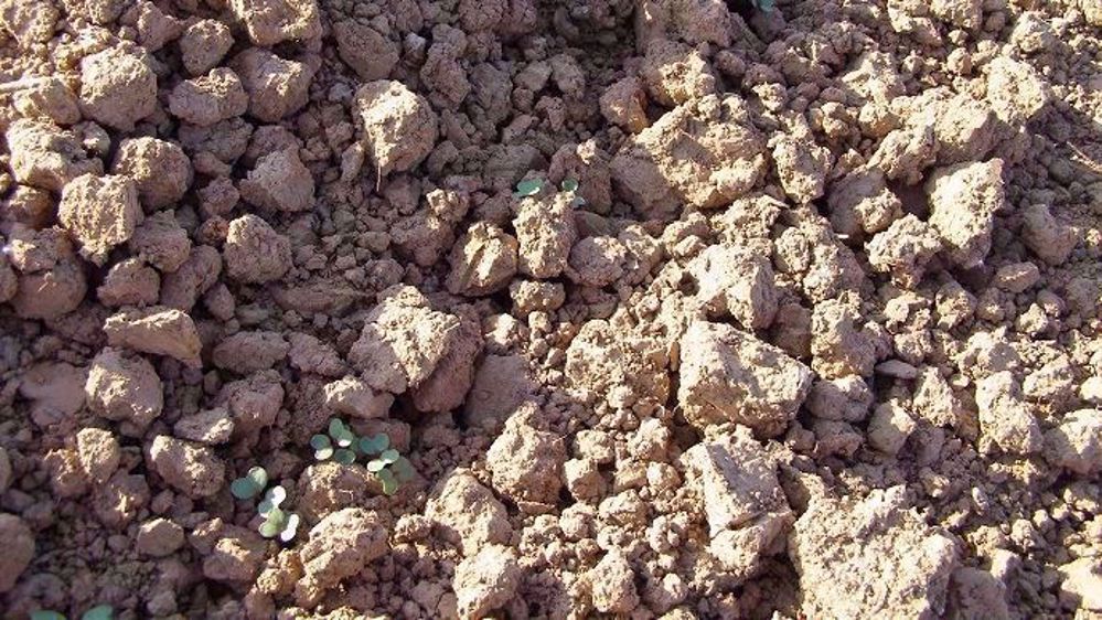 Pour une bonne dégradation du produit, il faut qu’il y ait eu, grâce à de bonnes pluies (proches des 100 mm sur un mois), une migration du produit dans le sol.
