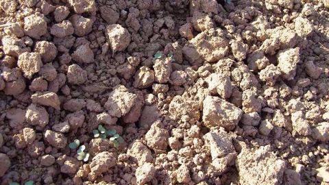 Pour une bonne dégradation du produit, il faut qu’il y ait eu, grâce à de bonnes pluies (proches des 100 mm sur un mois), une migration du produit dans le sol.