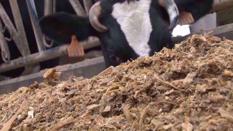 Le niveau de réponse à l'apport d'acide aminé dépend du stade de lactation de la vache. (©TNC) Le niveau de réponse à l'apport d'acide aminé dépend du stade de lactation de la vache. (©TNC)