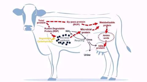 Un acide aminé est dit protégé quand il n’est pas dégradé dans le rumen mais dans les intestins où il est assimilé. (©Ajinomoto) Un acide aminé est dit protégé quand il n’est pas dégradé dans le rumen mais dans les intestins où il est assimilé. (©Ajinomoto)