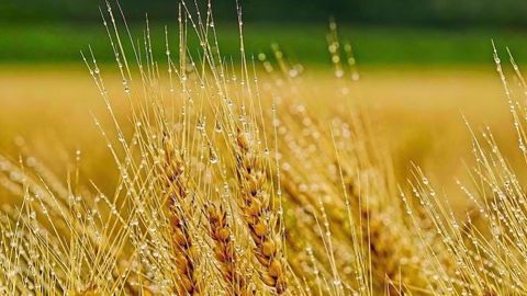 La pluie pourrait entraîner le déclassement de certains blés russes en qualité fourragère. (©Pixabey) La pluie pourrait entraîner le déclassement de certains blés russes en qualité fourragère. (©Pixabey)