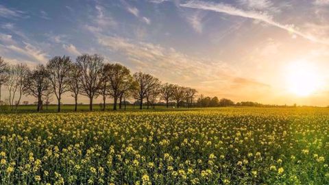 Le rendement moyen s'établit à 32 quintaux à l'hectare.<strong> </strong>(©Pixabay)