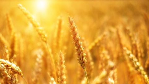 La France a pulvérisé son record absolu de chaleur avec 46°C mesurés le 28 juin à Vérargues, dans le sud. (©Pixabay)