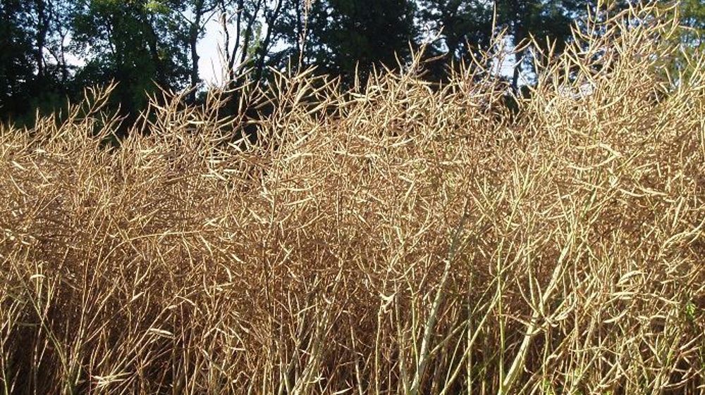 60 % des éleveurs cultivant du colza réalisent plus de 30 quintaux par hectare. (©Terre-net Média)