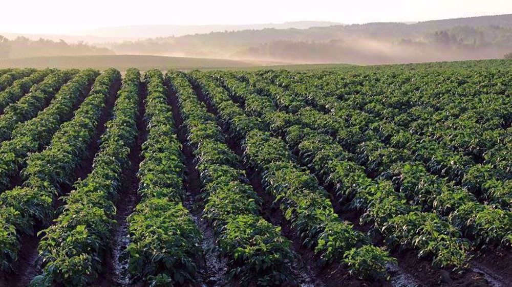 La production de pommes de terre de conservation est attendue par l'UNPT entre 6,2 et 6,7 Mt en 2019. (©Pixabay)