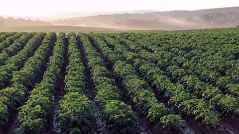 La production de pommes de terre de conservation est attendue par l'UNPT entre 6,2 et 6,7 Mt en 2019. (©Pixabay)