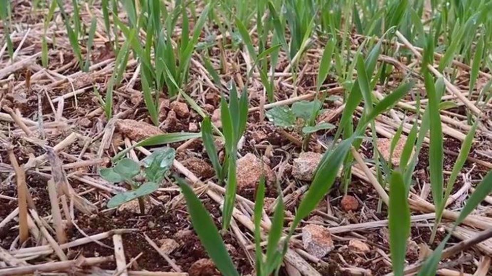 Pour limiter la concurrence, la gestion des repousses doit intervenir tôt à partir de 3 feuilles des graminées  quel que soit le stade du colza. (©Terres Inovia)
