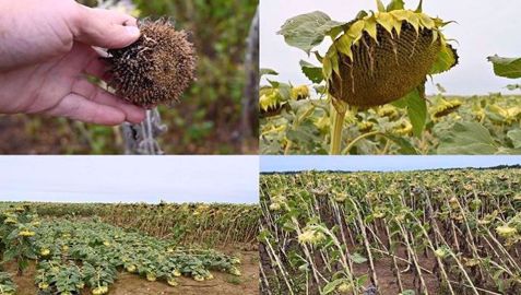 La disponibilité en eau segmente le potentiel de rendement des cultures de tournesol. La disponibilité en eau segmente le potentiel de rendement des cultures de tournesol.
