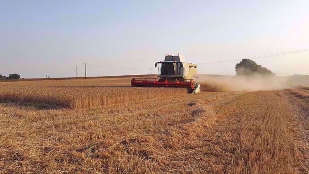 32,2 % des producteurs de blé ont déjà vendu toute leur récolte 2019.