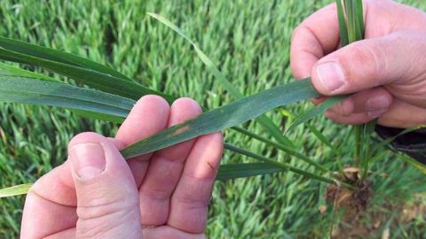 Comment gérer les maladies des céréales à paille ? Cette formation en ligne est ouverte à tous les professionnels du monde agricole. (©Terre-net Média)