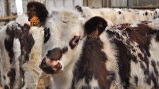 Même si les cours annoncent une légère hausse, le prix des veaux ne devrait plus atteindre de très hauts niveaux. La viande est en effet fortement délaissée. (©Terre-net Média) Même si les cours annoncent une légère hausse, le prix des veaux ne devrait plus atteindre de très hauts niveaux. La viande est en effet fortement délaissée. (©Terre-net Média)