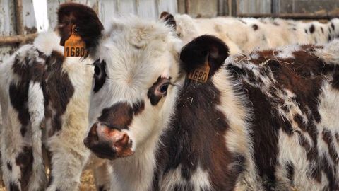 Même si les cours annoncent une légère hausse, le prix des veaux ne devrait plus atteindre de très hauts niveaux. La viande est en effet fortement délaissée. (©Terre-net Média) Même si les cours annoncent une légère hausse, le prix des veaux ne devrait plus atteindre de très hauts niveaux. La viande est en effet fortement délaissée. (©Terre-net Média)