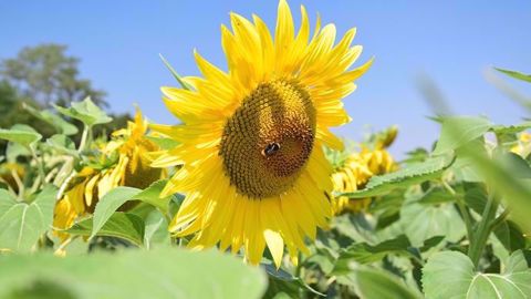 LG 50.797 HOV CLP , une réponse face aux problématiques d'orobanche en tournesol. (©LG Semences)