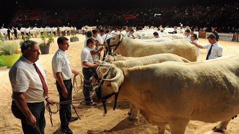 Retrouvez le live, les palmarès et les photos des concours bovins du Sommet de l'élevage sur Web-agri. (©Sommet de l'élevage) Retrouvez le live, les palmarès et les photos des concours bovins du Sommet de l'élevage sur Web-agri. (©Sommet de l'élevage)