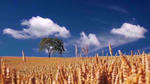 La production européenne de céréales est attendue à 304,9 Mt, d'après le Coceral (©Pixabay)
