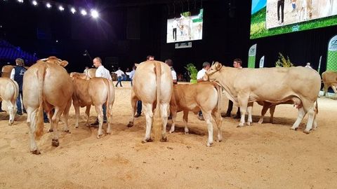 Retrouvez le replay du national Blonde d'Aquitaine Retrouvez le replay du national Blonde d'Aquitaine
