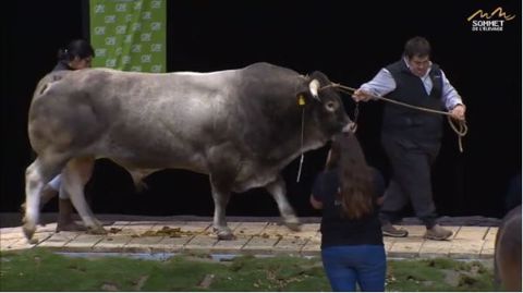 Jasper, champion bazadais (©Sommet de l'élevage)