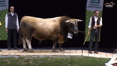 Hermès, champion mâle Aubrac (©Sommet de l'élevage)